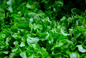 close-up. Lactuca sativa, also known as curly lettuce,