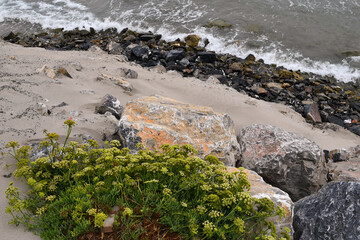 View from the top of a rocky cliff with wild flowers and waves crashing on the seashore in summer, Alassio, Savona, Liguria, Italy