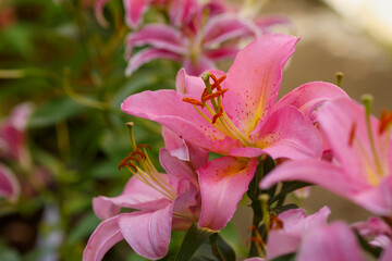 Beautiful oriental hybrids in bloom. Growing bulbous oriental lilies in the garden. Bright flower of oriental hybrids. Floral background.