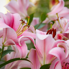 Beautiful oriental hybrids in bloom. Growing bulbous oriental lilies in the garden. Bright flower of oriental hybrids. Floral background.