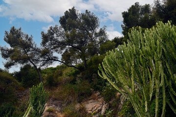 Low-angle view of a cliff with mediterranean vegetation, maritime pines and succulent plants against clear blue sky in summer, Alassio, Savona, Liguria, Italy