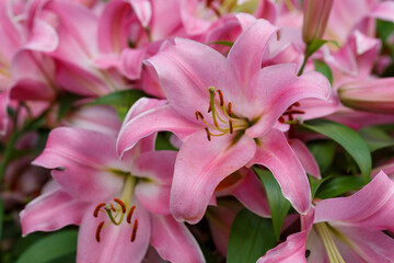 Beautiful oriental hybrids in bloom. Growing bulbous oriental lilies in the garden. Bright flower of oriental hybrids. Floral background.