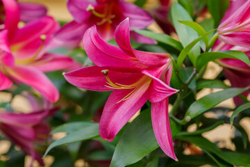 Beautiful white oriental hybrids in bloom. Growing bulbous oriental lilies in the garden. White flower of oriental hybrids. Floral background.