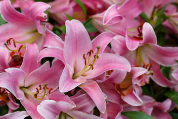 Beautiful white oriental hybrids in bloom. Growing bulbous oriental lilies in the garden. White flower of oriental hybrids. Floral background.