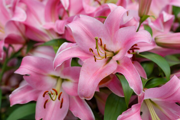 Beautiful oriental hybrids in bloom. Growing bulbous oriental lilies in the garden. Bright flower of oriental hybrids. Floral background. © Flower_Garden