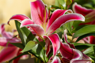 Beautiful flowers of Oriental Hybrid Lily (Lilium hybridum) close up. Bright summer or spring banner or background