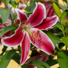  Oriental hybrids in bloom close up. Beautiful flowers of oriental hyblrids in garden