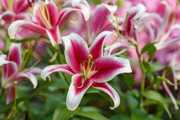 Obraz premium Beautiful oriental hybrids in bloom. Growing bulbous oriental lilies in the garden. Bright flower of oriental hybrids. Floral background.