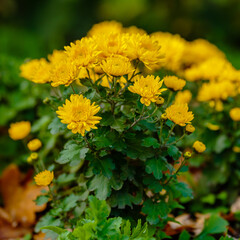 Blooming of Chrysanthemum Korean in autumn garden. Yellow flowers of Chrysanthemum Korean in bloom