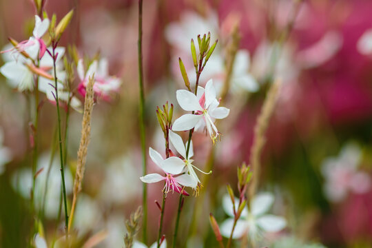 Gaura (Gaura Whirling butterflies) blooms in the autumn garden