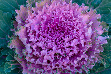 Ornamental cabbage (Brassica oleracea) in autumn garden