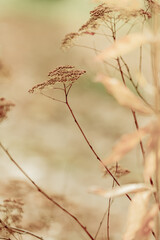 Dry grass or a dry flower in garden. Photos with vintage processing. Tinted image for interior poster, printing, wallpaper