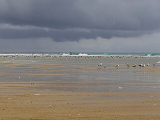 Fototapeta na wymiar Seagulls at the edge of the Atlantic Ocean on a beach in the Landes