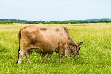 View of cattle grazing in the grasslands, Penghu, Taiwan.