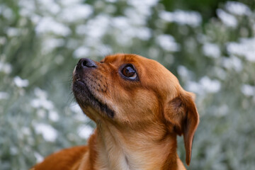  Dog posing in the garden.  charming puppy, sitting on a soft rug on a background of green trees, blue sky and clouds on a clear, summer day.