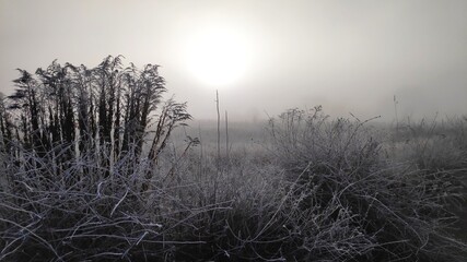 morning winter sun утренний туман и солнце
