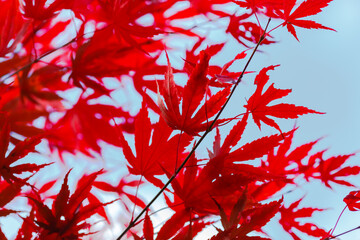 Beautiful red Japanese Maple leaves against the sky. Autumn background. An image for a banner or poster.