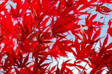 Beautiful red Japanese Maple leaves against the sky. Autumn background. An image for a banner or poster.