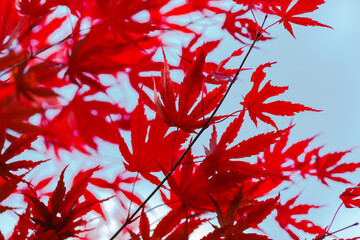 Red autumn leaves of Downy Japanese Maple in autumn season