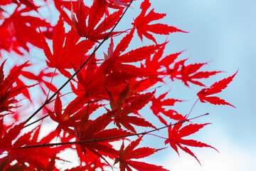 Downy Japanese Maple in autumn garden