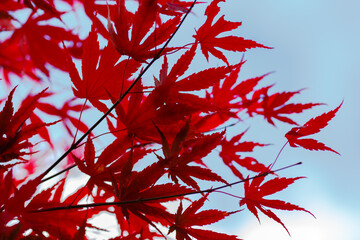 Beautiful red Japanese Maple leaves against the sky. Autumn background. An image for a banner or poster.