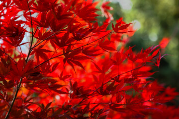 Beautiful red Japanese Maple leaves against the sky. Autumn background. An image for a banner or poster.
