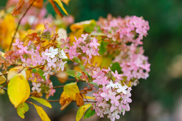 Hydrangea paniculata, the panicled hydrangea, is a species of flowering plant in the family Hydrangeaceae