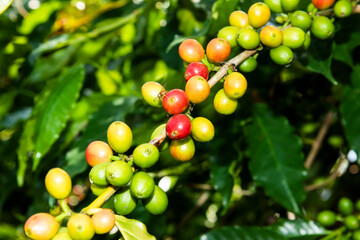 Coffee trees with coffee beans on a cafe plantation in Yunlin, Taiwan.