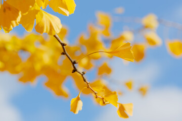 Natural autumn background with ginkgo biloba leaves. Ginkgo biloba branch with yellow leaves in autumn.
