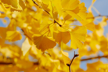Ginkgo biloba tree in autumn. Natural autumn background with ginkgo biloba leaves. Ginkgo biloba branch with yellow leaves in autumn.