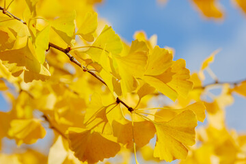 Natural autumn background with ginkgo biloba leaves. Ginkgo biloba branch with yellow leaves in autumn.