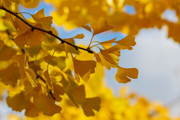 Naklejka na ściany i meble Natural autumn background with ginkgo biloba leaves. Ginkgo biloba branch with yellow leaves in autumn.