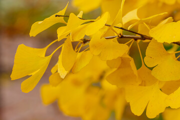 Natural autumn background with ginkgo biloba leaves. Ginkgo biloba branch with yellow leaves in...