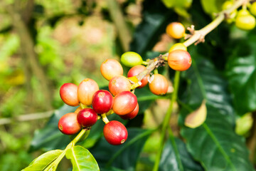 Coffee trees with coffee beans on cafe plantation of Yunlin, Taiwan.