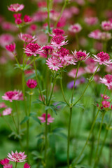 Pink Astrantia flowers in garden