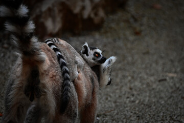 Baby King Julien
