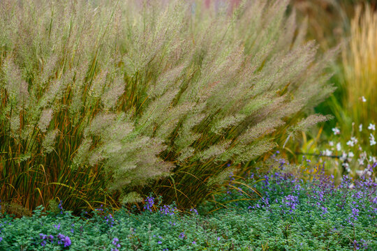 Calamagrostis arundinacea or Calamagrostis brachytricha in grass garden. Decorative cereals and grasses in landscape design