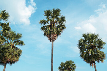 Fototapeta premium palm tree on the sky background