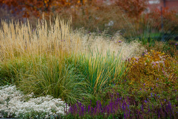 Decorative grasses and cereals in landscape design. Herb (grass) garden in autumn.