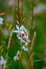 Gaura Lindheimeri ( White gaura) - plant species of the genus Gaura family kipreyny. Gaura Whirling butterflies in herb garden