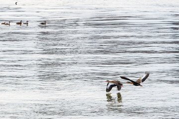 Pair of Black-bellied Whistling Ducks Flying over the Mississippi River