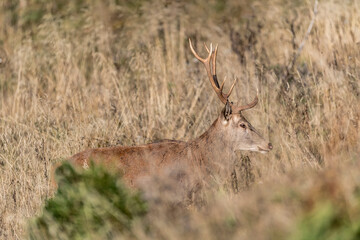 Red deer male in the meadow at sunset (Cervus elaphus)