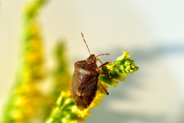 The stinky beetle sits on the yellow grass.