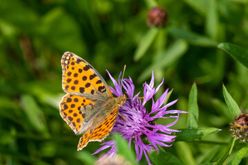 Kleiner Perlmuttfalter, Issoria lathonia, Rabenlay, Mosel, 04.09.2021