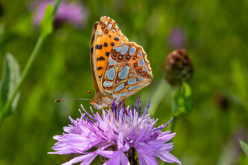 Kleiner Perlmuttfalter, Issoria lathonia, Rabenlay, Mosel, 04.09.2021