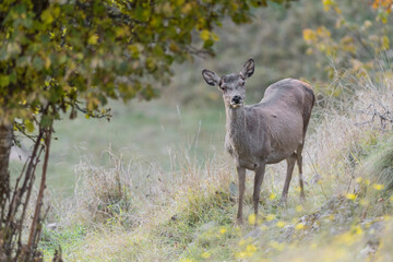 Naklejka na ściany i meble Deer female in the woodland (Cervus elaphus)