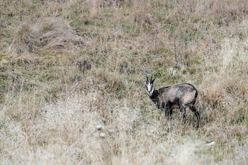 Isolated chamois in the autumn season (Rupicapra rupicapra)