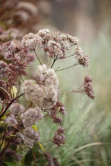 Dry grass or a dry flower in garden. Photos with vintage processing. Tinted image for interior poster, printing, wallpaper
