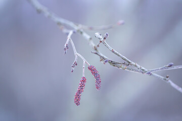 earring buds on a tree branch with snow in early spring. Aspen branches with buds bloom in early spring. A close-up is a flowering branch. Branch with aspen earrings, bokeh, focus, blurred background