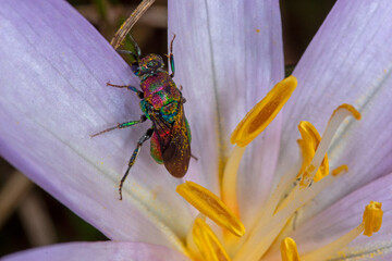 Hedychrum rutilans, Goldwespe, Lampertstal, Eifel, 07.09.2021